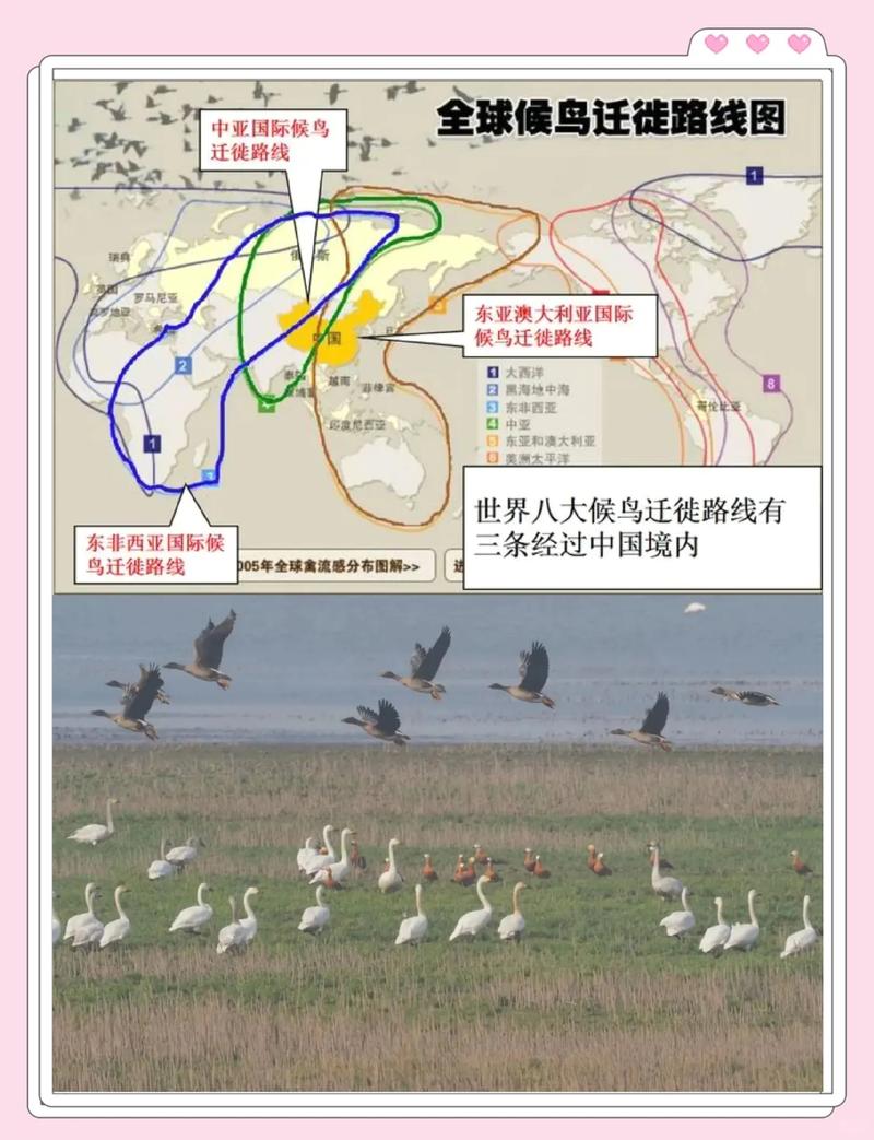 北半球东亚至澳大利亚鸟类迁徙路线图