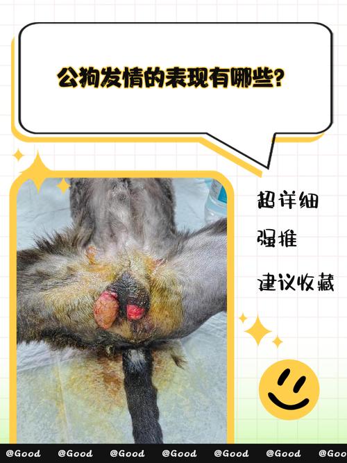 宠物公狗应激尿闭膀胱触诊图