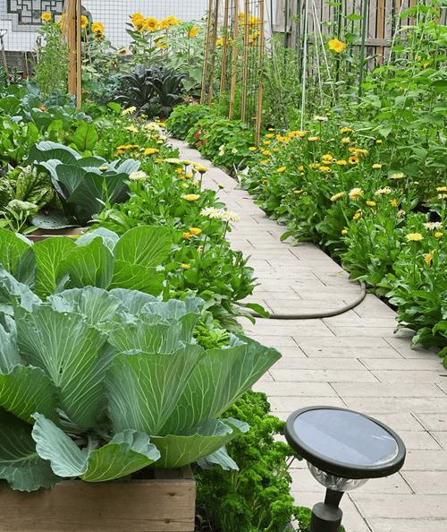 农家院子间隔种植的蔬菜秧苗场景