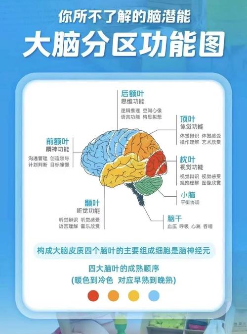 儿童大脑左右脑功能示意图