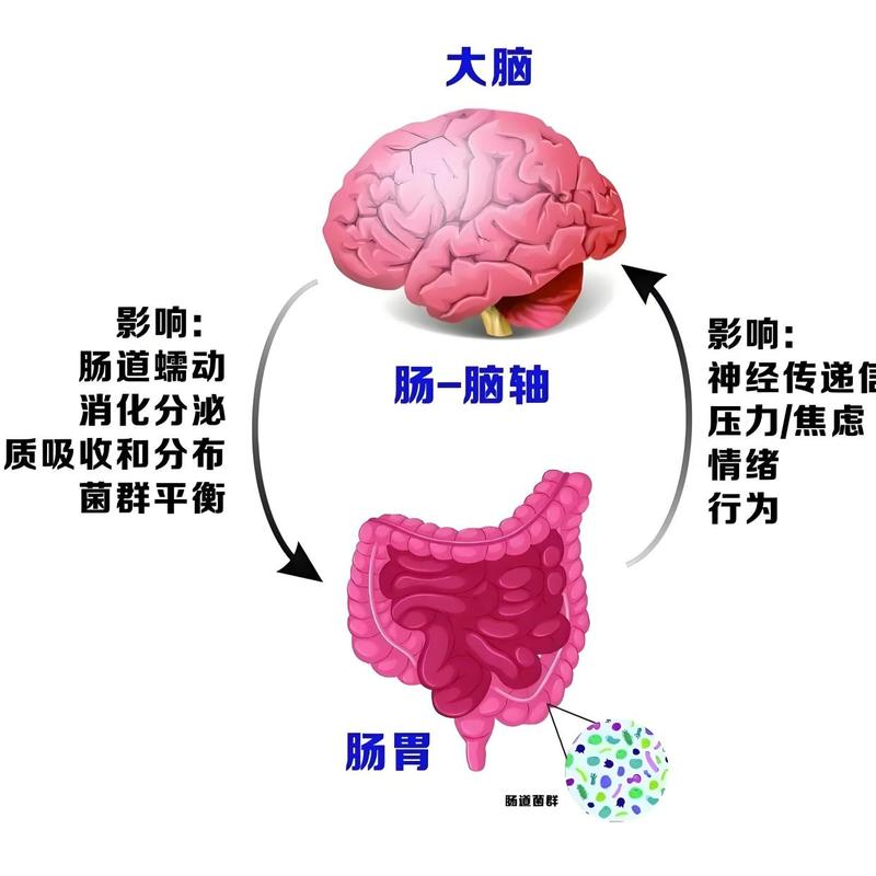 肠脑连接情绪影响肠易激示意图