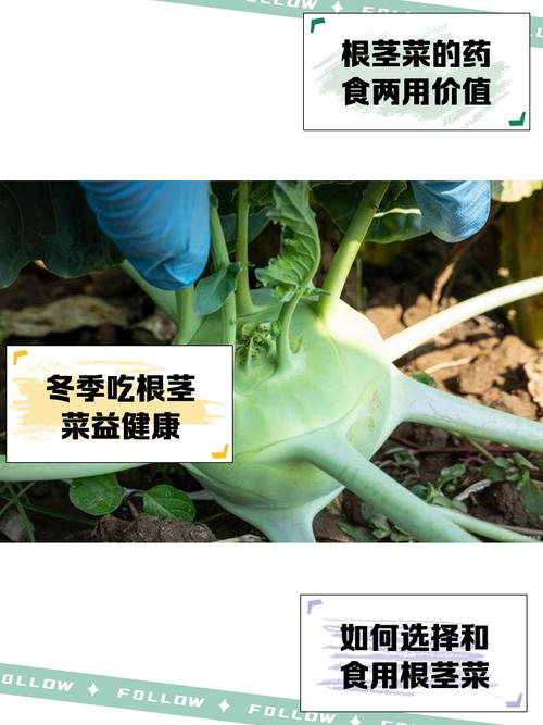 叶菜根茎类生鲜挑选小经验