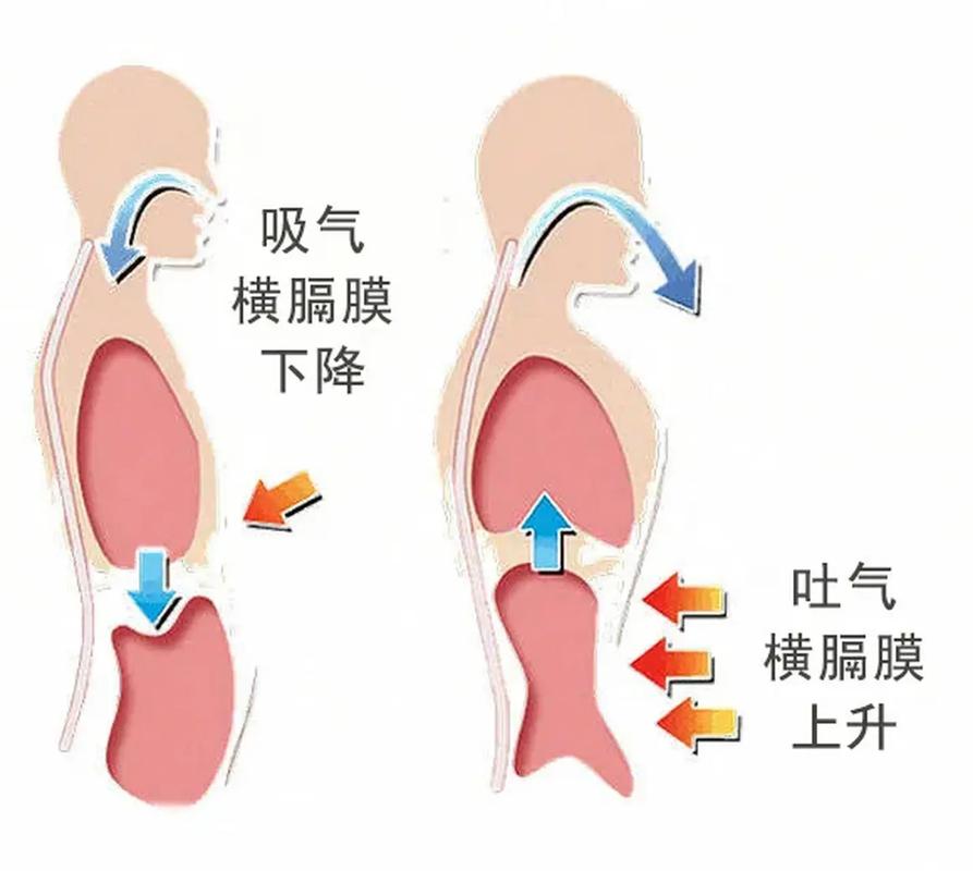 配音演员练习腹式呼吸示意图