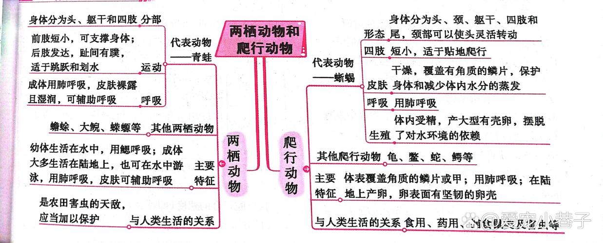 初中生物中考爬行类特征核心考点整理图