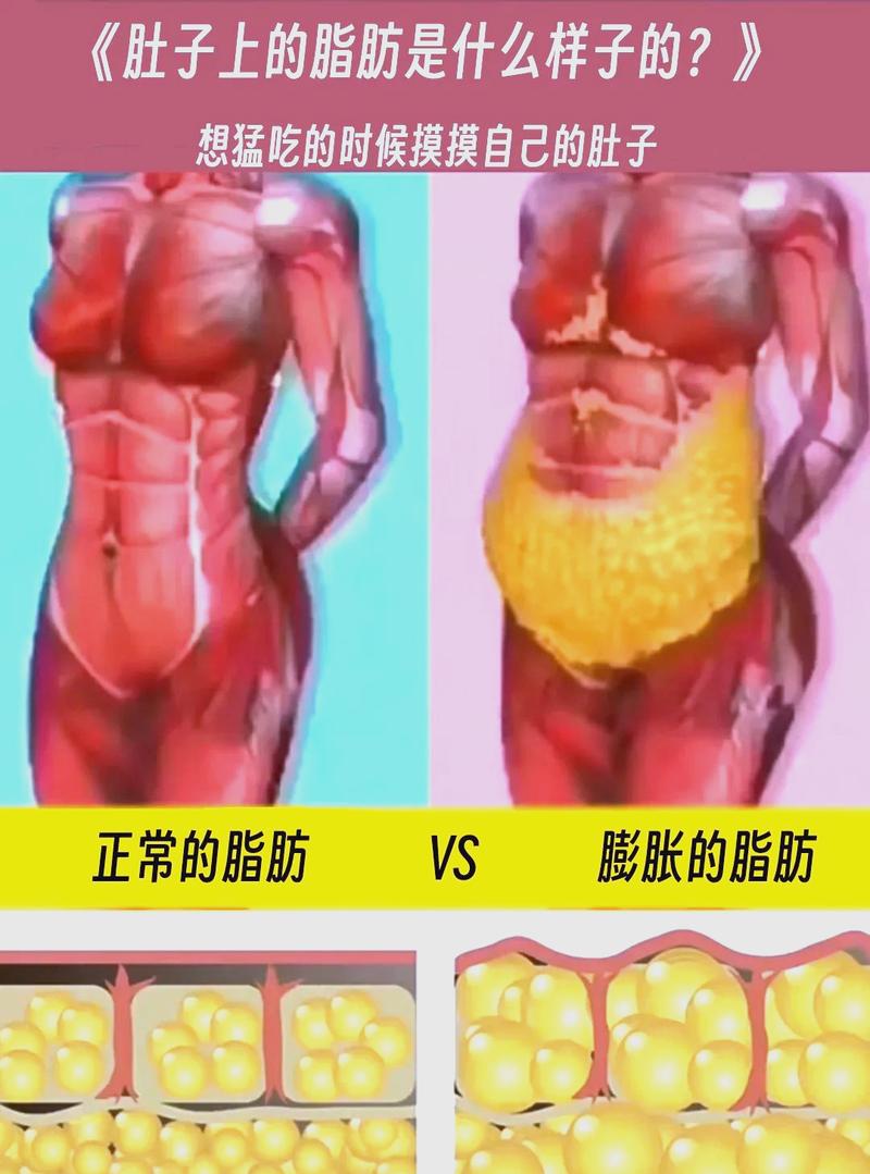 体重反弹前后人体肌肉含量对比示意图