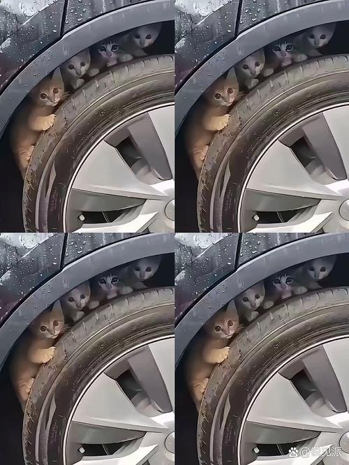 躲不开的车轮和爪子