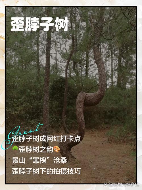 歪脖子树独特形态启发育儿思考