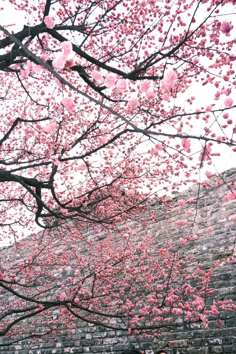 纺织城废墟桃花