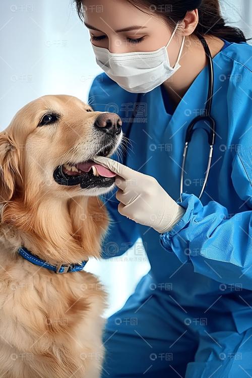 兽医正在检查一只厌食的拉布拉多犬口腔实拍照片