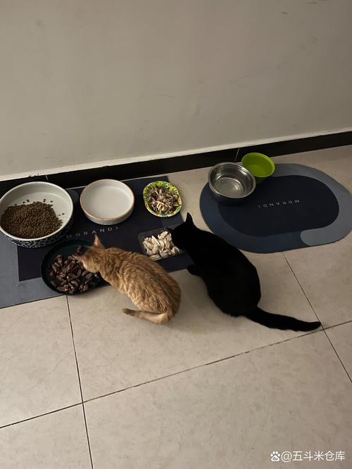 主人蹲在猫咪饭盆旁记录每日进食量的实拍图