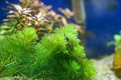 淡水浅沟中小虾米与水草实拍