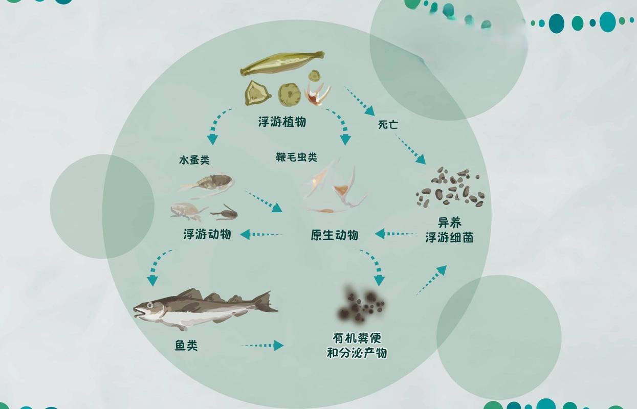 水污染食物链生物富集示意图