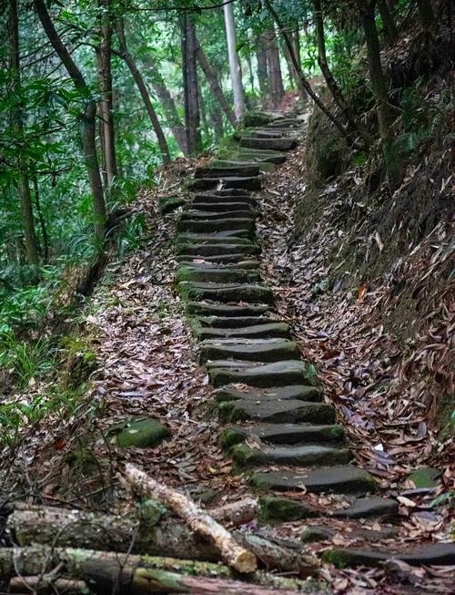 南漳九华山遮天蔽日的松林步道