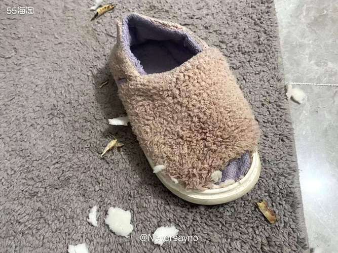 六个月幼犬换牙期咬坏的棉拖鞋