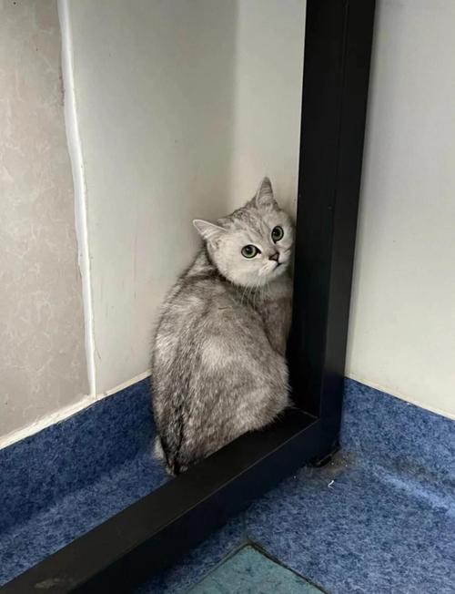 躲在沙发缝的炸毛怪：猫咪应激反应识别入门-大讲堂
