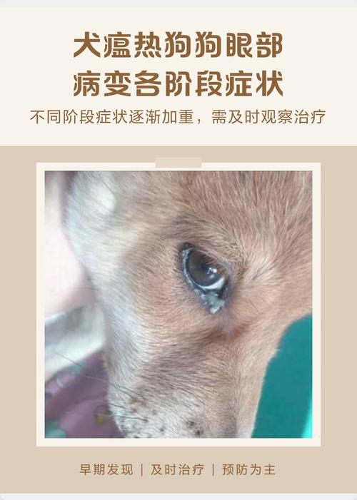 早期犬瘟热患病小狗眼部流脓症状实拍