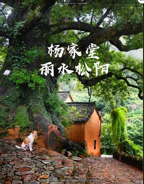 松阳祠堂青苔反光，为什么盯了半小时？