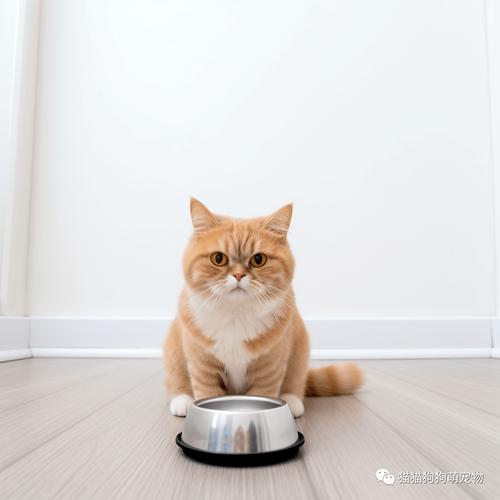 猫咪蹲在干粮碗前犹豫不吃的日常场景