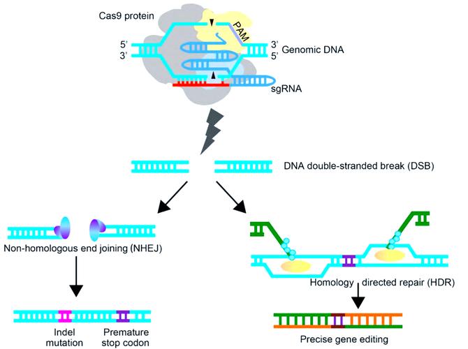 CRISPR-Cas9基因编辑技术精准修改致病基因的分子层面示意图
