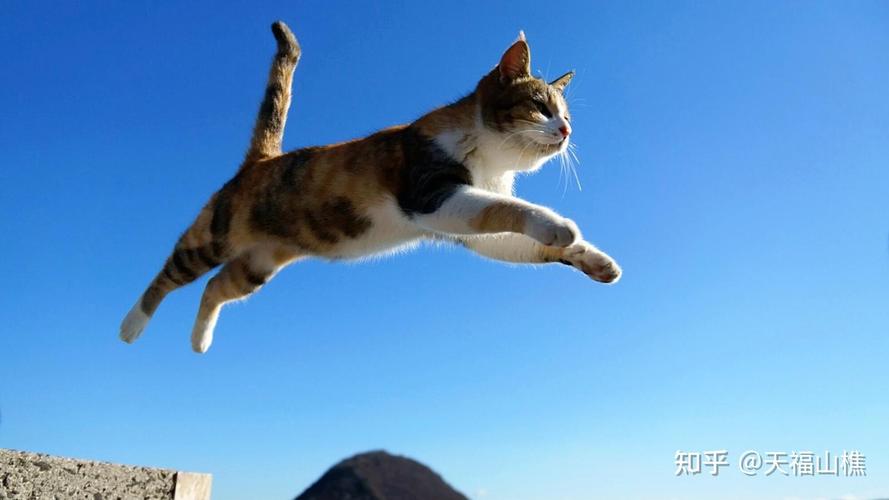 猫咪在猫爬架上腾空跳跃的特写