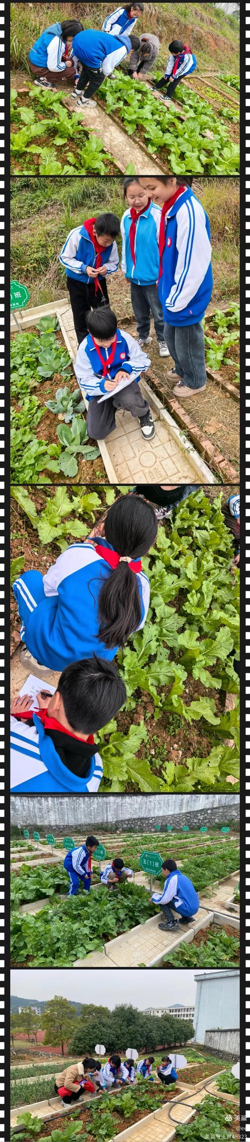 小学生在菜地测量土地学习数学的实践场景