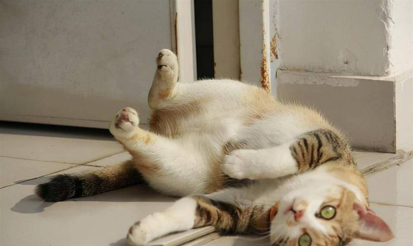 发情期家猫蹲门口嚎叫实拍