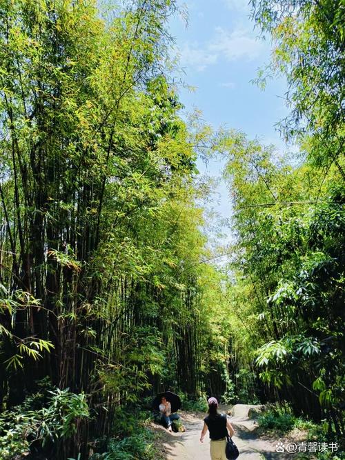 缙云山黛湖步道竹林