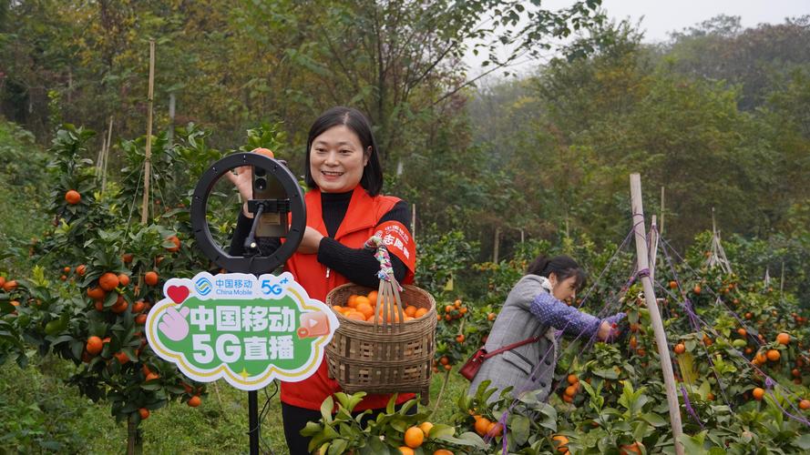 农村果园农户直播带货摘果现场实拍
