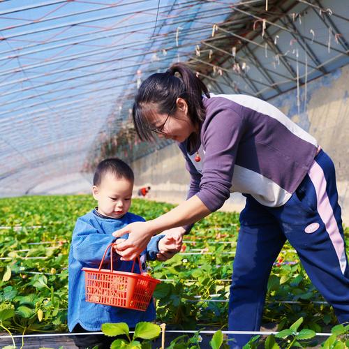 工业双职工夫妻周末带娃在郊区农场摘菜合照