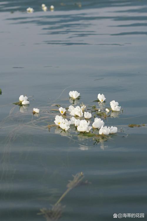 泸沽湖清晨雾中水面的水性杨花