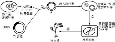 国产转基因抗虫棉抗性检测标准分步操作图