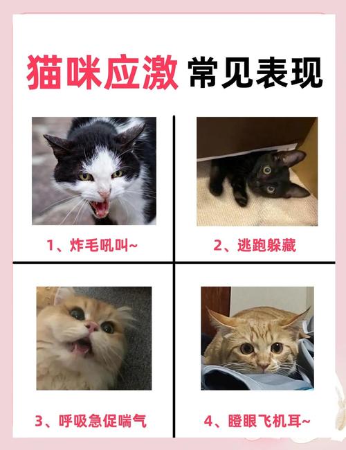 家庭环境中猫咪常见应激诱因整理图