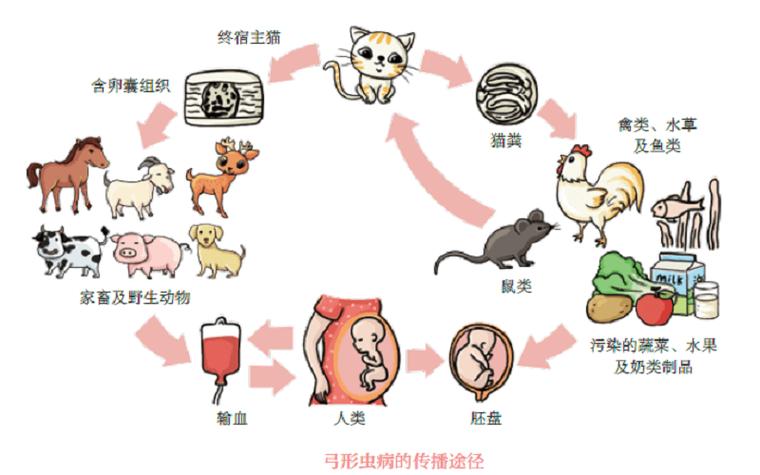孕妇弓形虫感染传播途径科普图