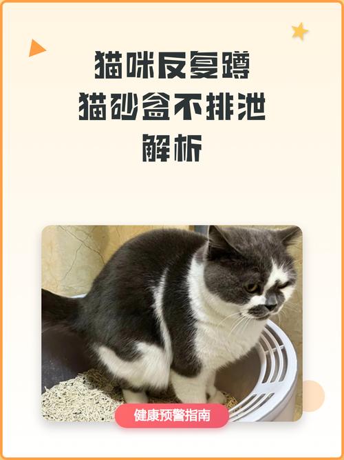 猫咪反复蹲猫砂盆排尿姿势实拍