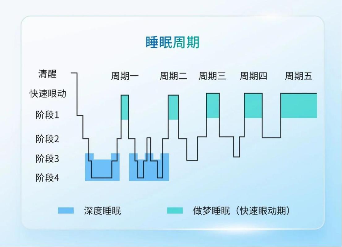 睡眠周期阶段示意图