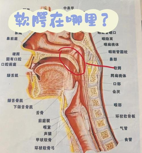 唱歌软腭抬起位置示意图