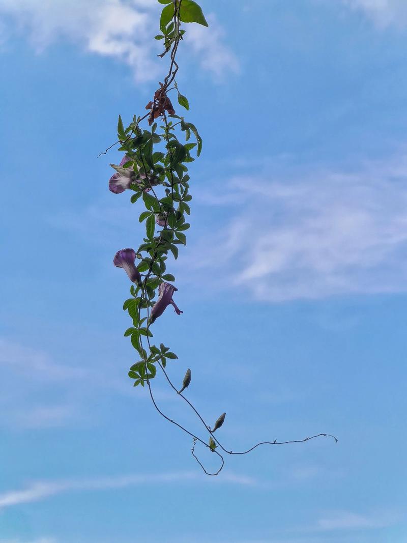 牵牛花藤蔓缠绕晾衣绳清晨特写