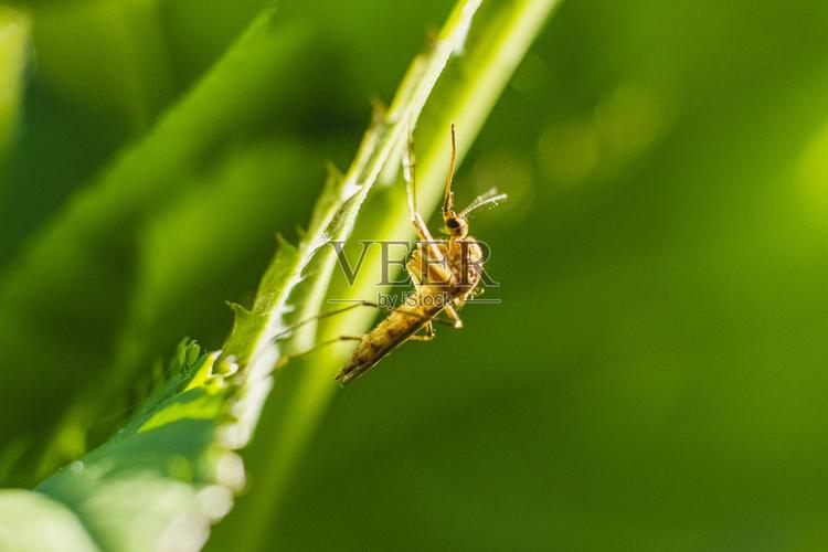 夏季户外草丛蚊虫停留实拍