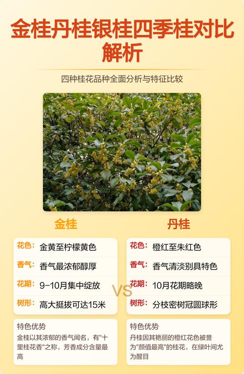 桂花品种玄学：金桂、银桂、丹桂、四季桂到底差在哪？