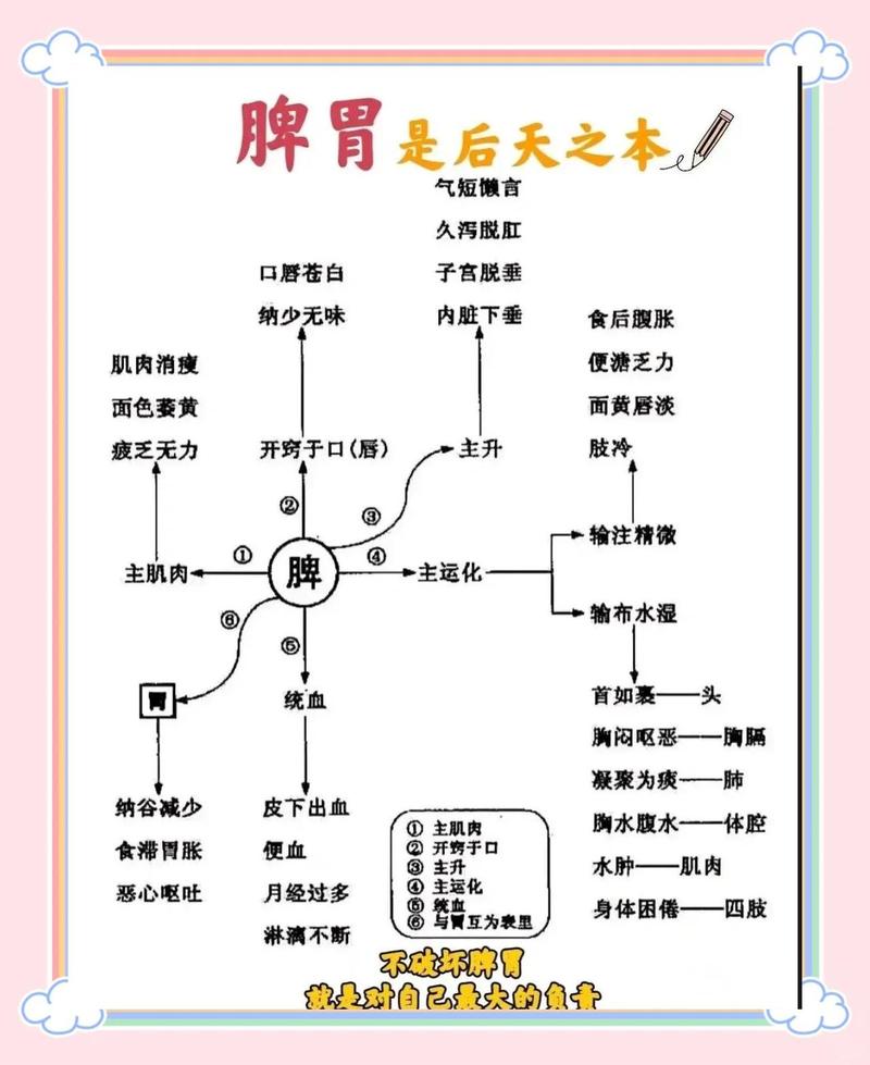 中医讲的脾胃运化功能示意图