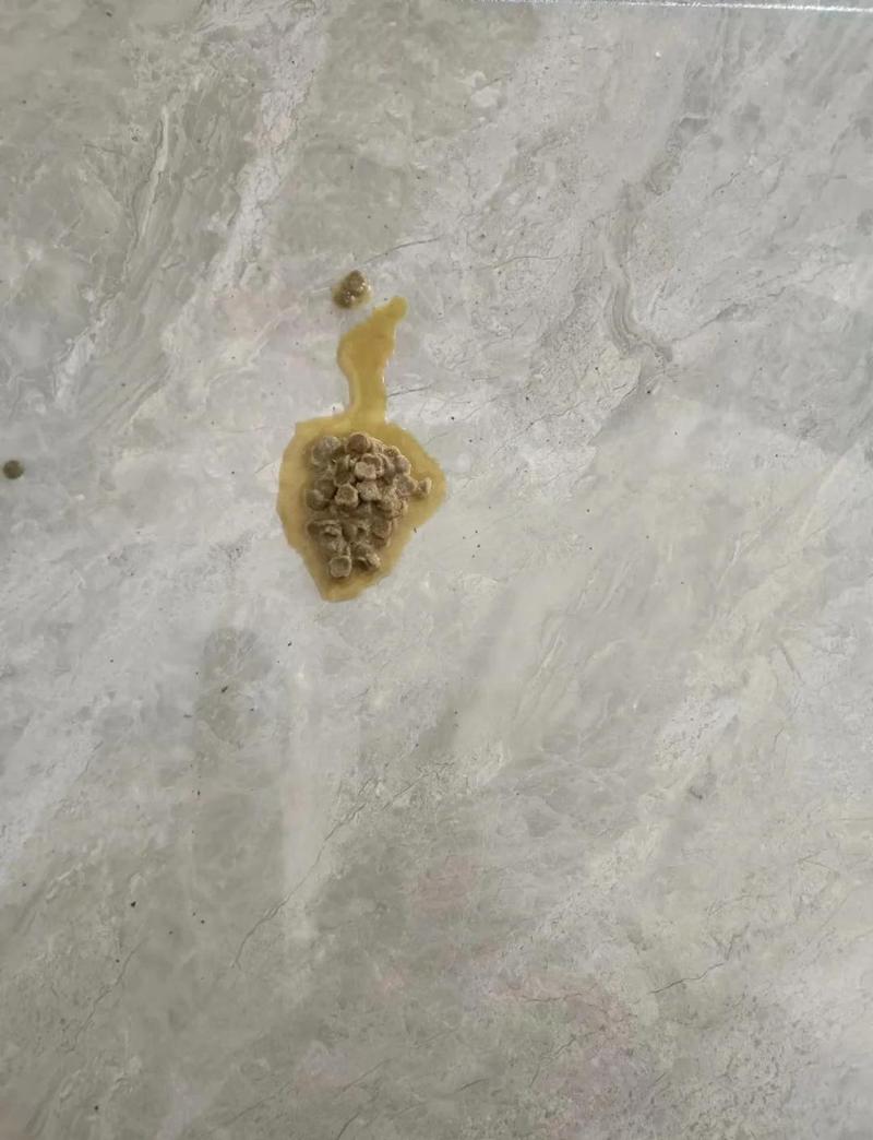 猫咪正常吐毛呕吐物实拍