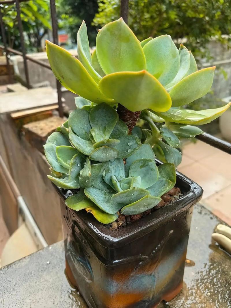 多肉植物徒长与正常形态对比示意图