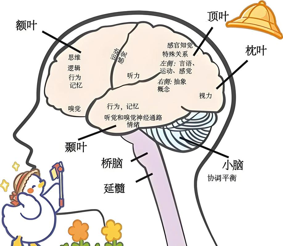 青少年大脑前额叶发育与叛逆行为关系图