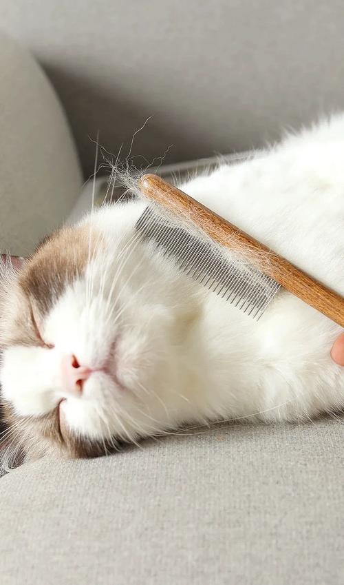 给短毛猫用橡胶梳梳浮毛的日常实拍
