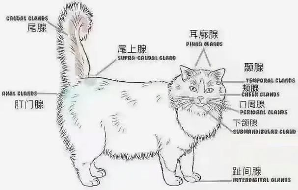 猫咪尾腺位置示意图
