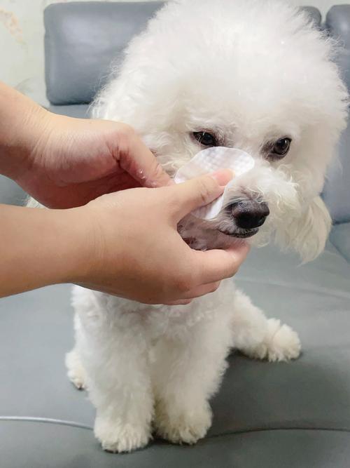 居家给宠物清洁眼睛正确操作图