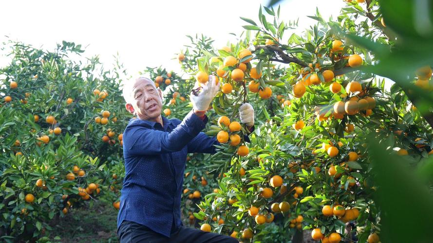 南漳巡检桔园里游客靠在橘树干上休息的日常场景