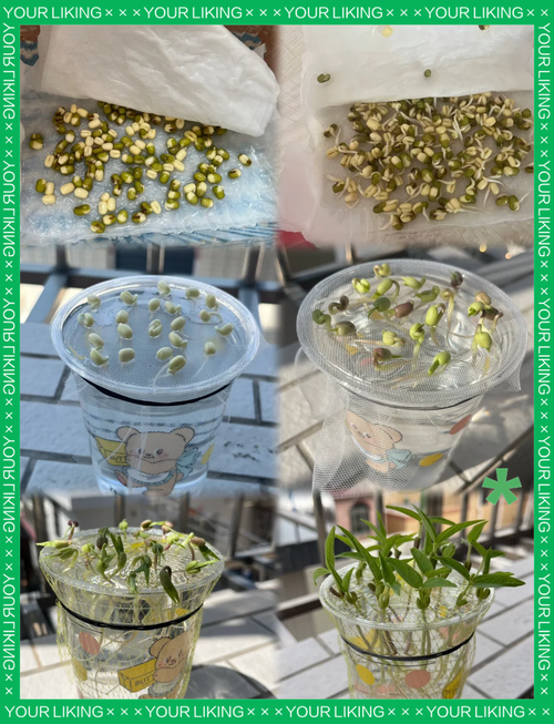 小学生用透明杯子种豆子观察植物生长
