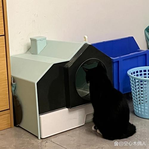 16岁老年猫蹲猫砂盆门口发呆实拍