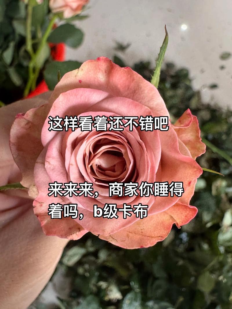过程：导师就像盲盒，开到什么全凭运气